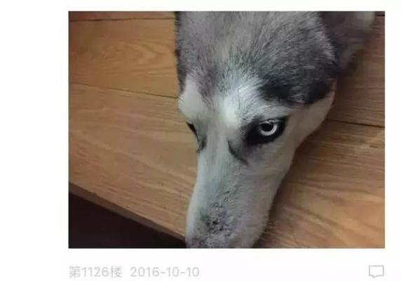 哈士奇太瘦了该怎么办？（以宠物为主，探讨如何给哈士奇增肥）