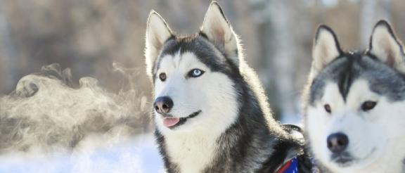 哈士奇为什么不能吃朱古力？（宠物主人必知的犬食禁忌）