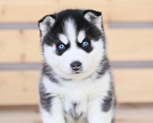 如何科学合理地护理哈士奇幼犬（从营养、健康、环境等多方面出发，为您提供详细的护理方法）