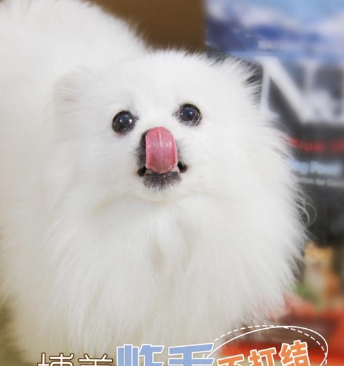 如何护理好看的狗狗毛发（宠物毛发护理，让狗狗更美丽）