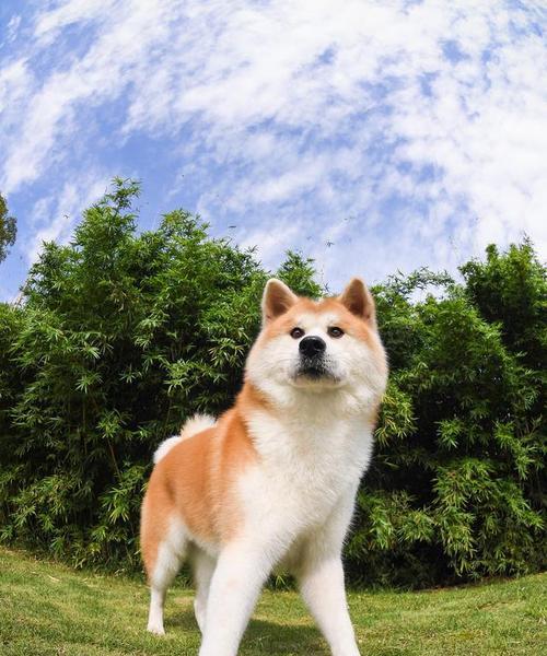 秋田犬饮食指南——健康和美味的家庭饮食搭配（秋田犬的营养需求、家庭饮食的原则、关键的营养素）