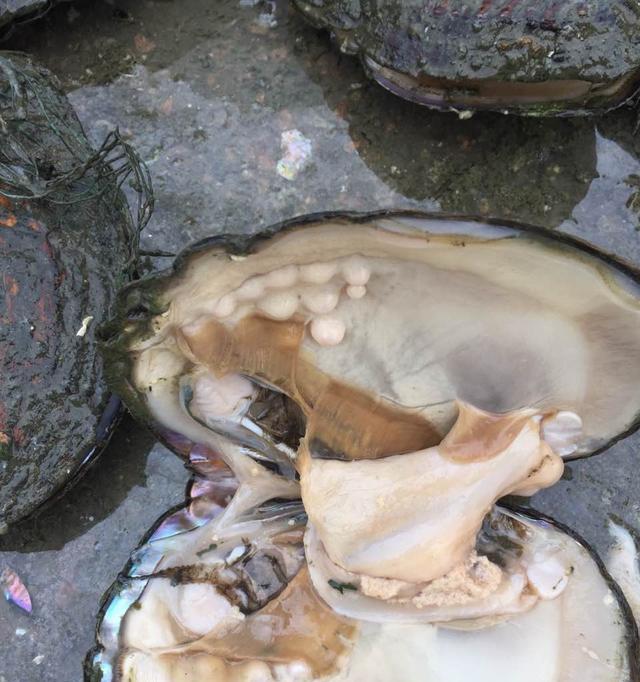 让你的宠物河蚌健康成长（详细介绍河蚌养护知识，让你的爱宠更健康快乐）