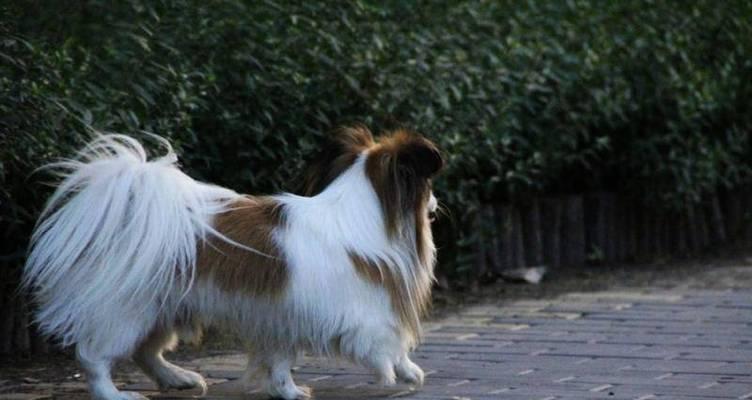 蝴蝶犬洗澡的最佳频率（宠物犬健康需注意的洗澡频率）