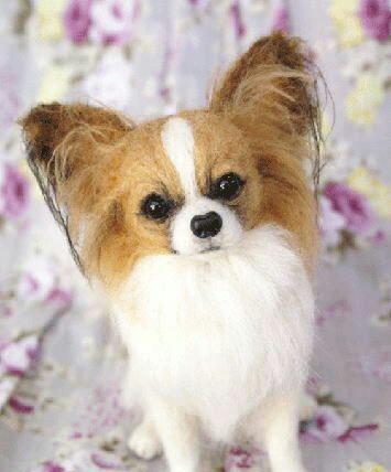 小心！蝴蝶犬幼犬不能吃这些食物（以宠物为主，关爱宠物健康）