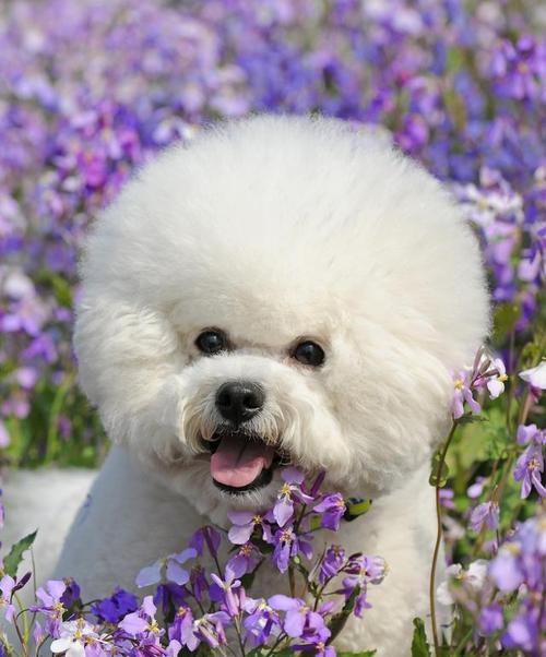 孕期比熊犬的饮食调理（宠爱怀孕比熊犬，从营养开始）