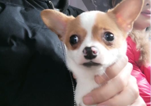 吉娃娃宠物的饮食禁忌与健康果蔬（探究小型犬种吉娃娃最适合食用的水果蔬菜种类及注意事项）
