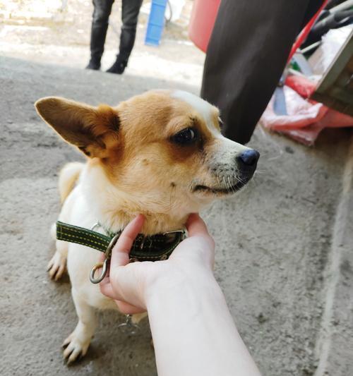 探秘宠物吉娃娃头型和坑（从颜值到健康，如何正确养护吉娃娃宠物）