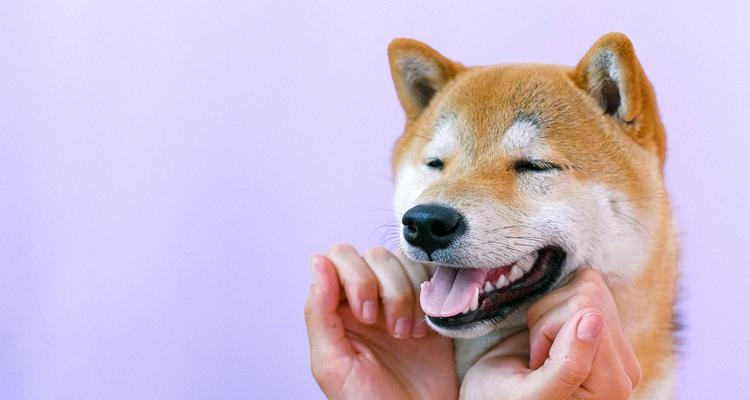 狗狗训练为何总是失败？（探究失败的原因及解决方案）