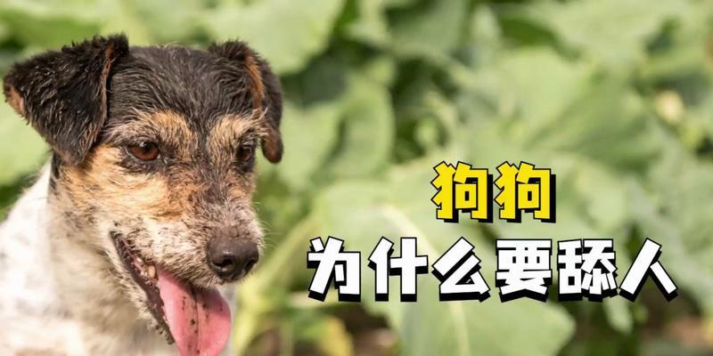 为什么家里的狗狗喜欢舔人？（探究宠物狗的舔人行为及其原因，）