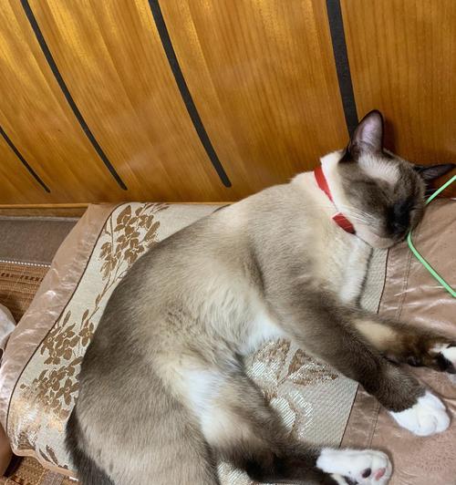 家里猫咪叫个不停，该怎么办？（宠物养护的重要性与解决方案）