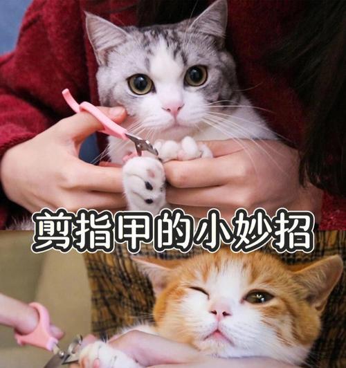小猫咪的指甲剪不得？解决方法在这里！（宠物猫不喜欢剪指甲？这些方法教你轻松搞定）
