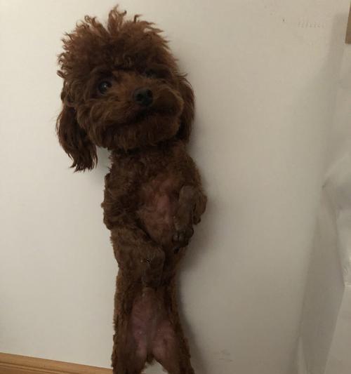 狗狗为什么会过瘦？（解析狗狗身体不健康的原因）
