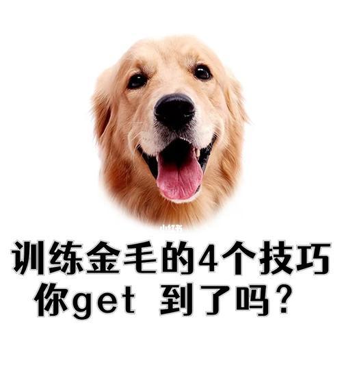 金毛训练（以宠物为主的训练探讨）