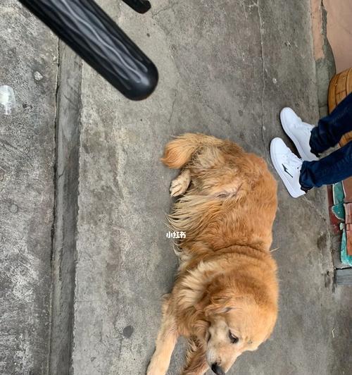 金毛宝宝洗澡指南（金毛刚出生没多久能洗澡吗？宝宝洗澡需注意哪些问题？）