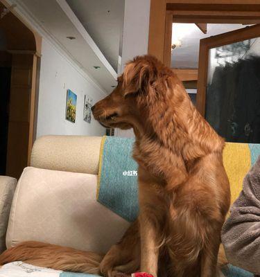 金毛狗狗异味消除方法（让你的宠物散发迷人气息，轻松摆脱异味困扰）