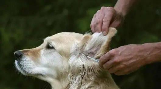 教你清洁金毛犬狗的耳朵，让宠物更健康（教你清洁金毛犬狗的耳朵，让宠物更健康）