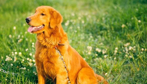 金毛犬怀孕注意事项（了解金毛犬的繁殖周期，科学护理孕犬）