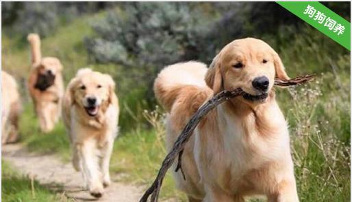 金毛犬训练最佳时间剖析（如何在宠物的成长过程中规划训练时间？）