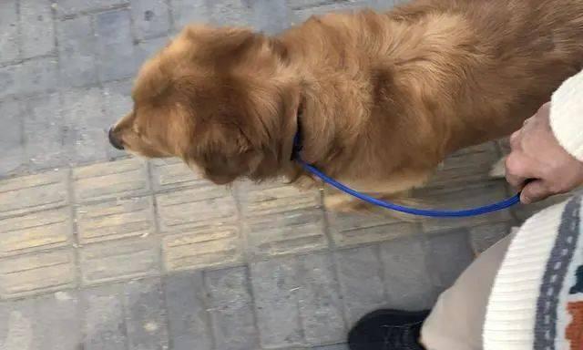 宠物金毛随行训练方法（让你的金毛成为你的最佳旅伴）