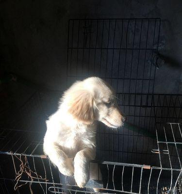 培养金毛幼犬良好习惯（打造忠诚听话的小金毛）