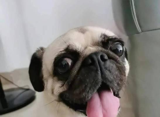 如何应对京巴犬皮肤病？（如何预防、诊断和治疗？）