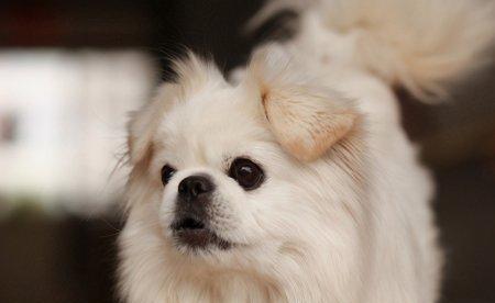 京巴犬的性格与特点（宠物主人必读，了解京巴犬的15个重要特征）