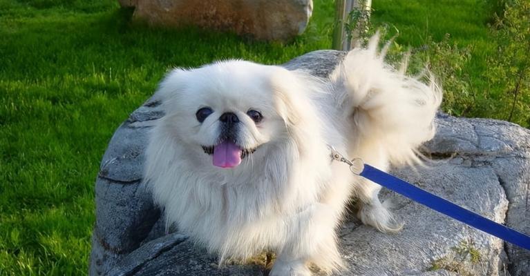 京巴犬的眼部护理方法（宠物主人必看！京巴犬眼部问题的预防和处理）
