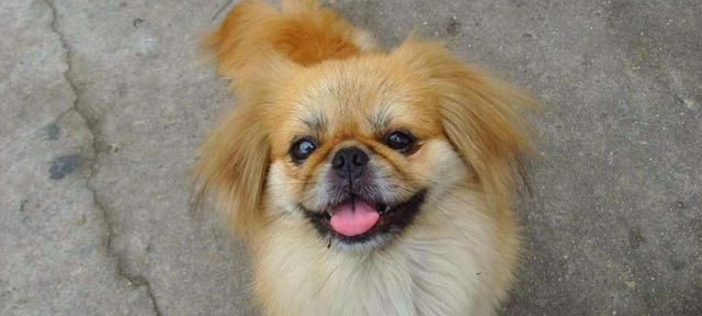 夏季养京巴犬需要注意的问题（如何保护京巴犬健康度过夏天）