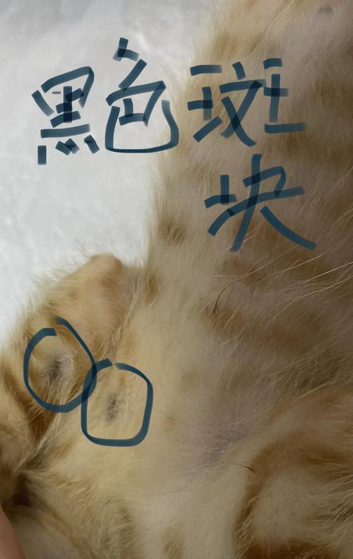揭秘猫癣，宠物猫咪必看！（了解猫癣的症状、治疗和预防，为宠物健康保驾护航）