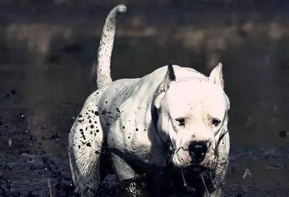 杜宾犬鼻头褪色的原因（探究宠物杜宾犬鼻头颜色变化及其解决方法）