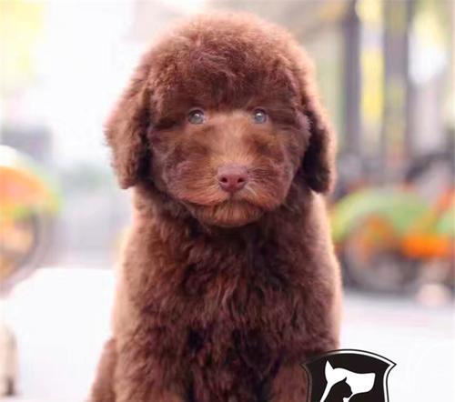 巨型贵宾犬为什么会吃草？（探究贵宾犬吃草的原因和应对措施）