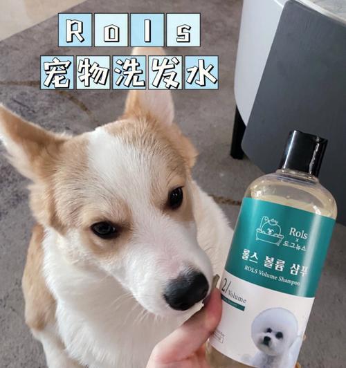 如何正确给柯基狗洗澡