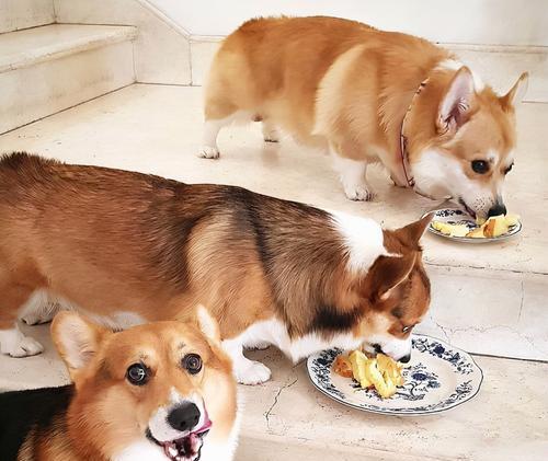 科学饲养柯基犬，让健康陪伴（从食物角度看柯基犬健康）
