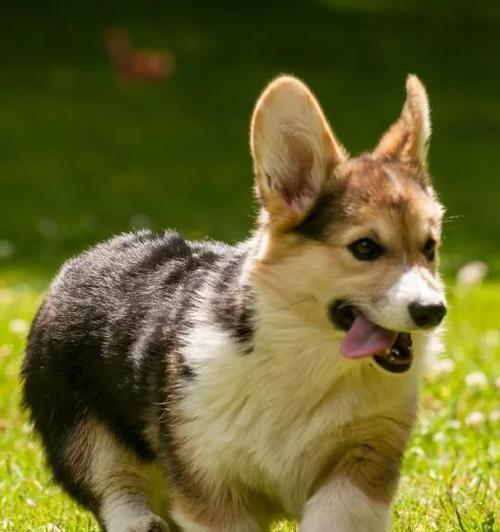 如何给宠物进行车祸急救（以柯基犬为例，你需要知道的15个急救步骤）