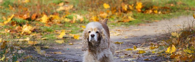 可卡犬的视力与品种的关系（揭秘不同品种可卡犬的视力特点及照顾要点）