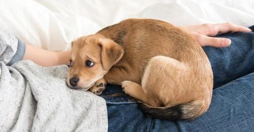 七种错误做法，让可卡犬生病更严重（宠物主人必知的正确护理方法）