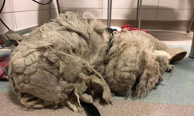 为什么可蒙犬狗狗会有眼屎？（探究可蒙犬狗狗眼屎产生的原因和处理方法）