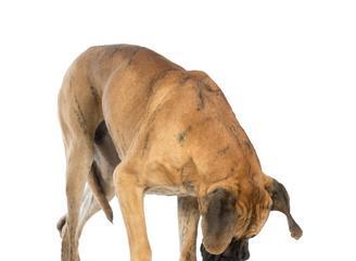 大丹犬口臭、牙龈出血、牙石困扰家长怎么办？（大丹犬口臭、牙龈出血、牙石困扰家长怎么办？）