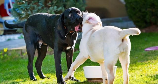 拉布拉多犬不好养的原因（从性格、健康、训练等方面分析）