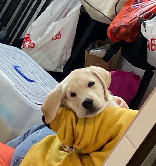 拉布拉多犬为何经常发抖？（探究拉布拉多犬发抖的原因及解决方法）