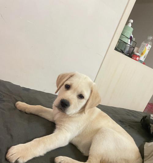 如何正确喂养拉布拉多幼犬（关注健康成长、避免误区）