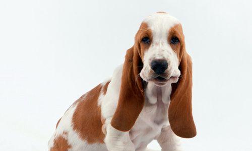 探究犬的智商（以宠物为主，智商不算太低）