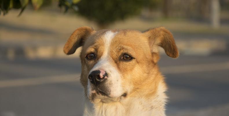 如何处理腊肠犬鼻子褪色问题（宠物主人必看，腊肠犬鼻子变色原因及应对措施）