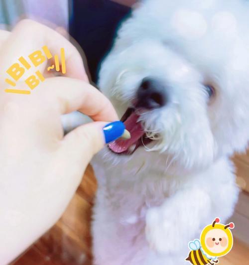 莱州红为什么会不停地发抖？（探究宠物健康问题，保护我们的小伙伴）