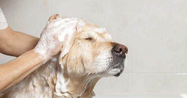 如何治疗狼青犬皮肤病（宠物爱护指南——帮助你的狼青犬恢复健康）