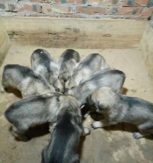 训练宠物狼青犬定点大小便的方法（以宠物为主，定点大小便从此不再是问题）