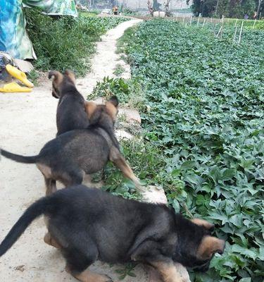 狼青幼犬为何流鼻涕？（探究狼青幼犬流鼻涕的原因和解决方法）
