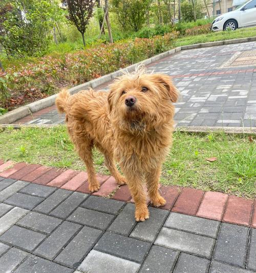 如何打理老年期万年梗犬的美容（关注老年期宠物健康，从美容护理开始）