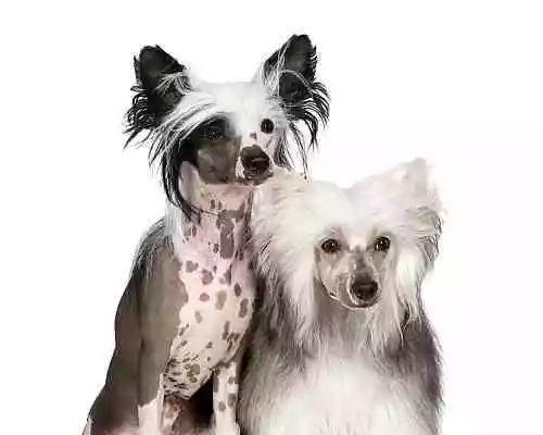 老年中国冠毛犬的合理饮食（宠物的健康离不开科学喂养）