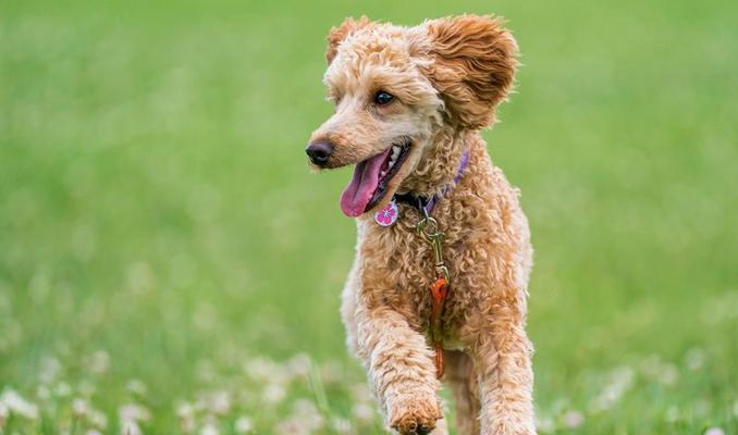 六种方法轻松梳理贵宾犬（让你的爱犬时刻保持清爽干净）